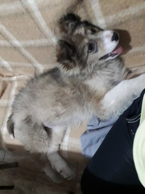  - Cora