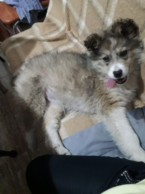  - Cora