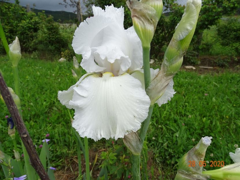 Lacy Snowflake - Irisi si bujori 2020