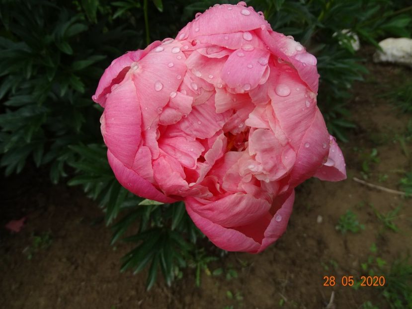 Pink Hawaiian Coral - Irisi si bujori 2020