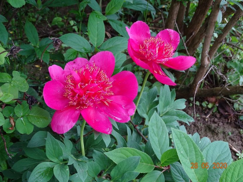 Anemoniflora - Irisi si bujori 2020