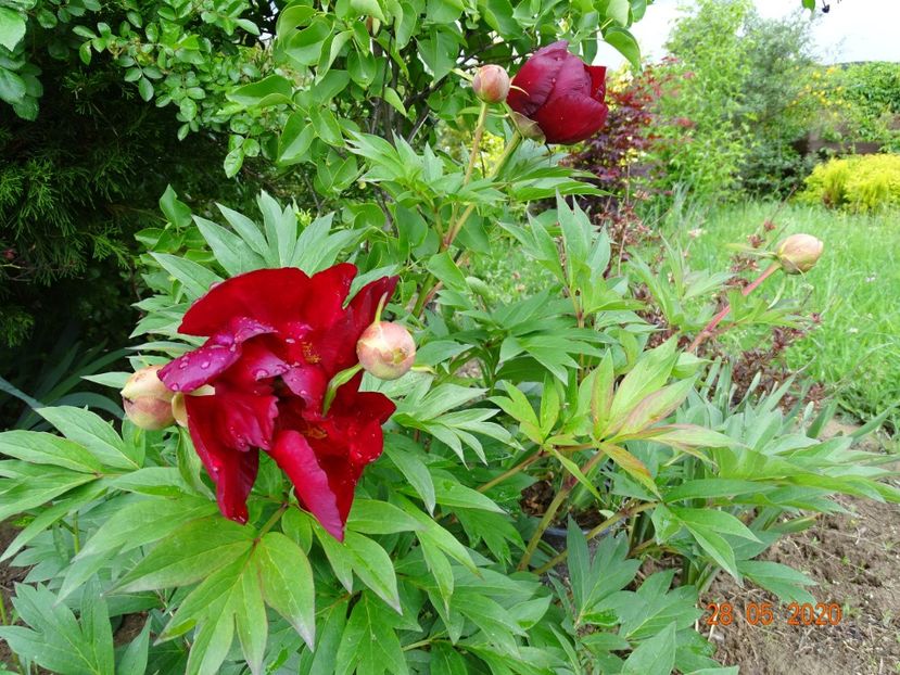 Scarlet Heaven - Irisi si bujori 2020