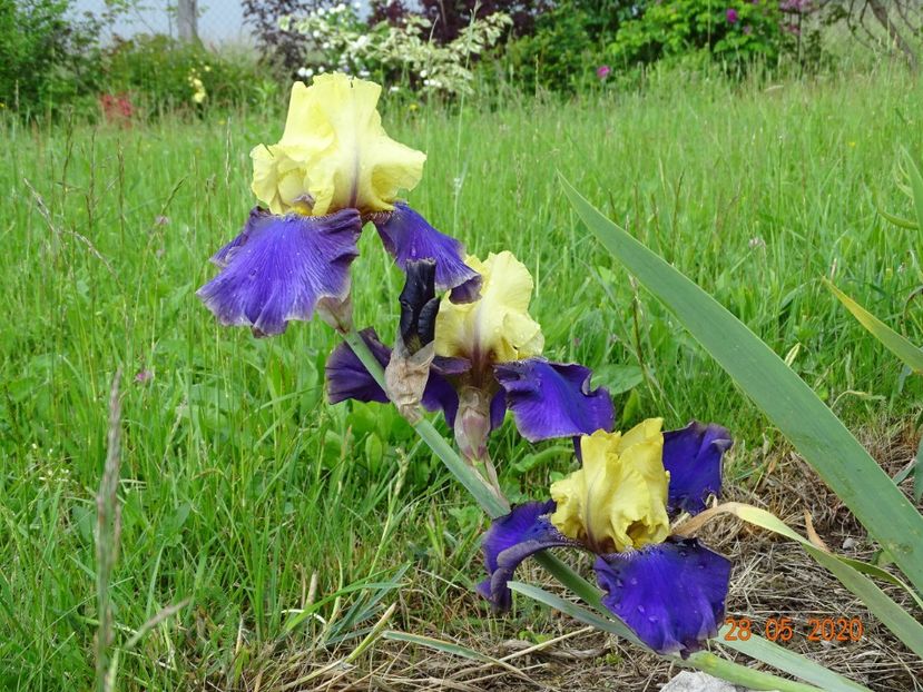 Jurassic Park - Irisi si bujori 2020