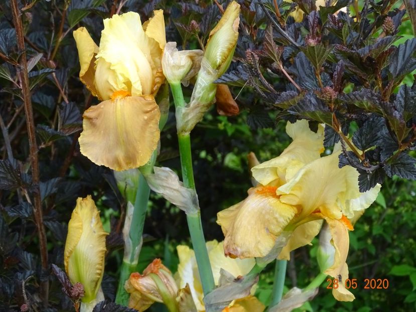 Spiced Custard - Irisi si bujori 2020