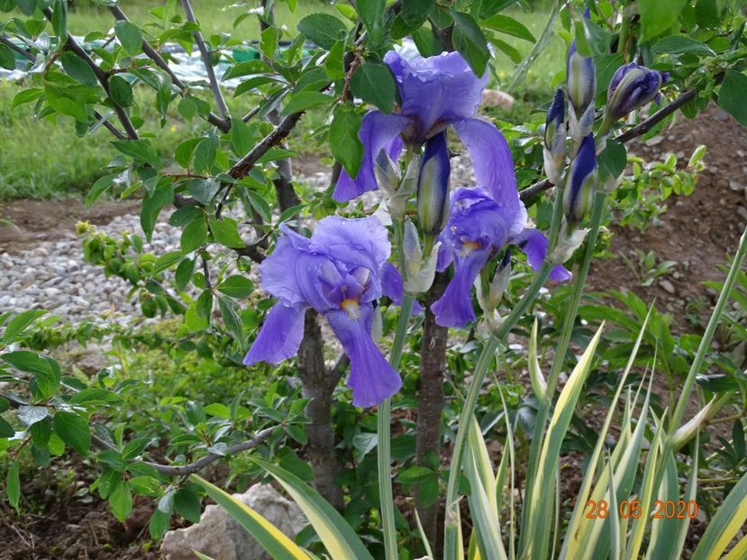 pallida variegata - Irisi si bujori 2020