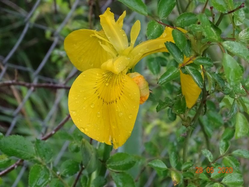 iris pseudacorus - Irisi si bujori 2020
