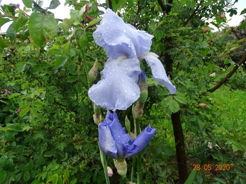 Blue Sapphire - Irisi si bujori 2020