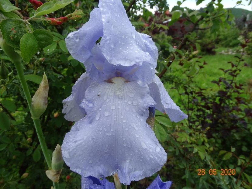 Blue Sapphire - Irisi si bujori 2020