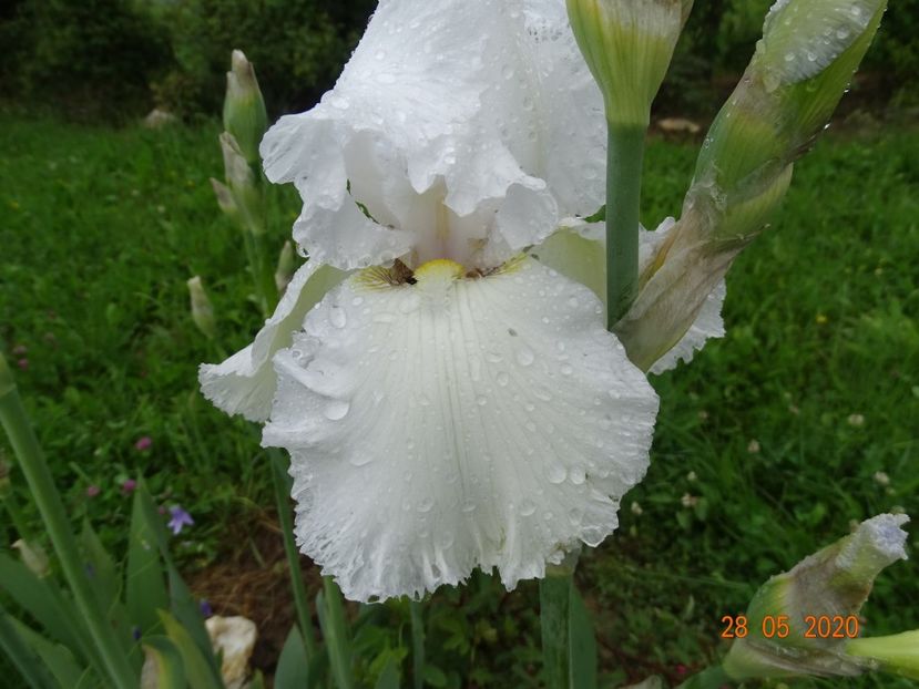 Lacy Snowflake - Irisi si bujori 2020