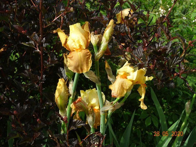 Spiced Custard - Irisi si bujori 2020