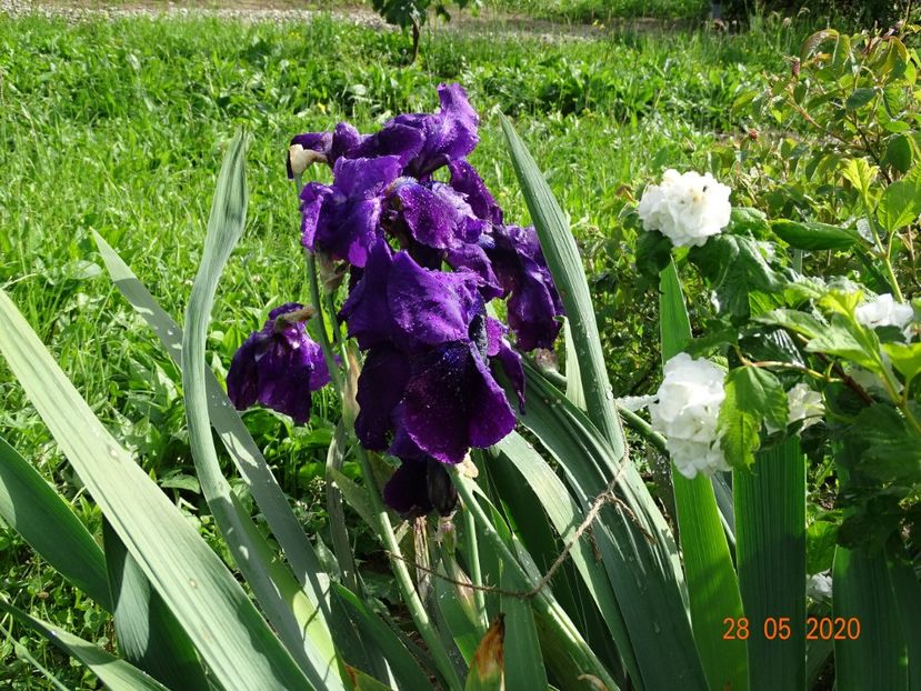 Tuxedo - Irisi si bujori 2020