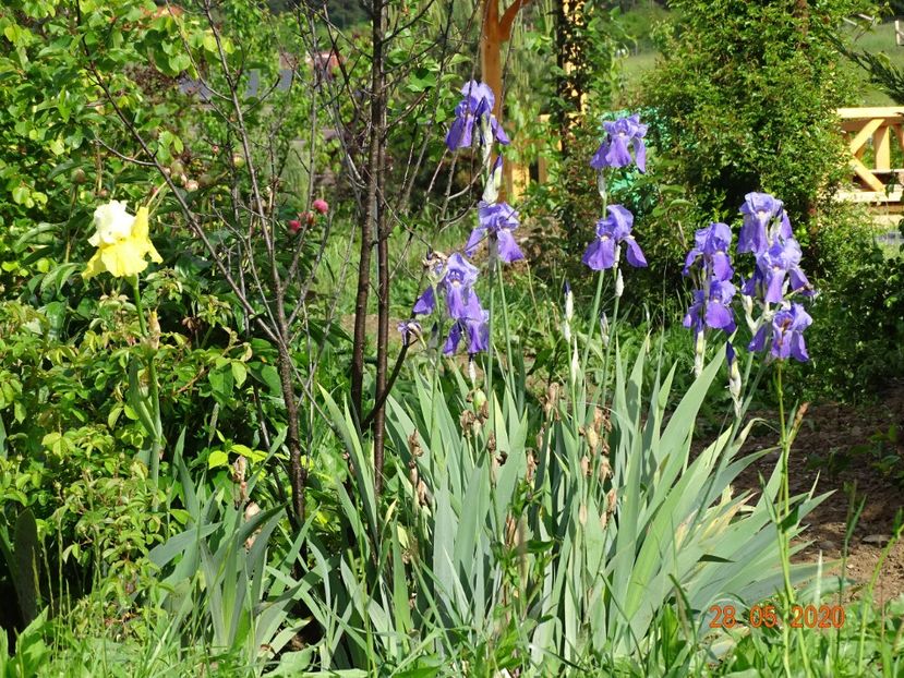 Neutron Dance, iris pallida - Irisi si bujori 2020