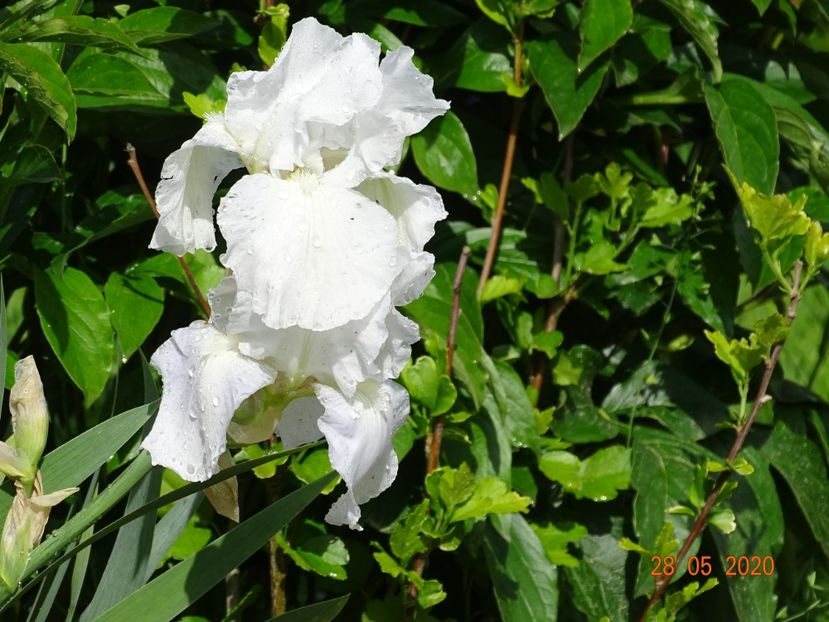 Immortality - Irisi si bujori 2020