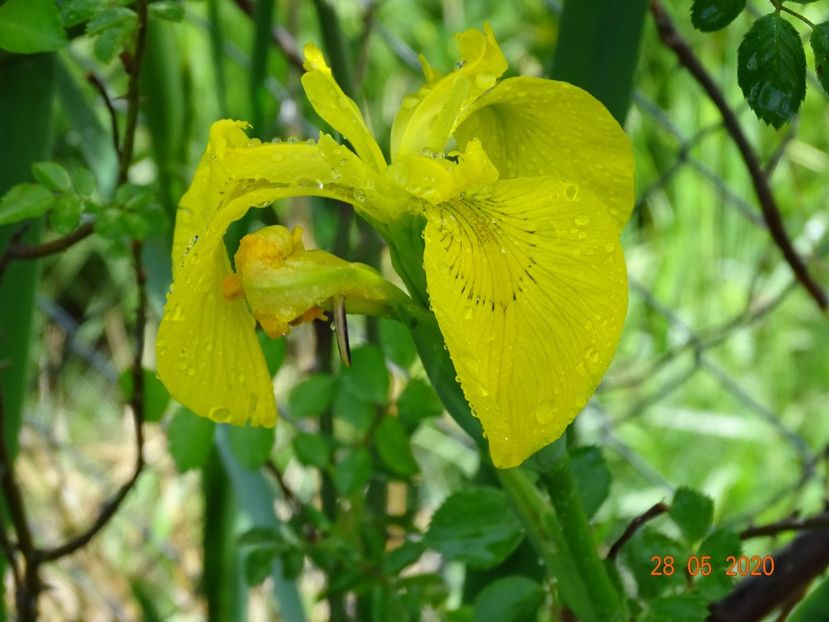 iris pseudacorus - Irisi si bujori 2020