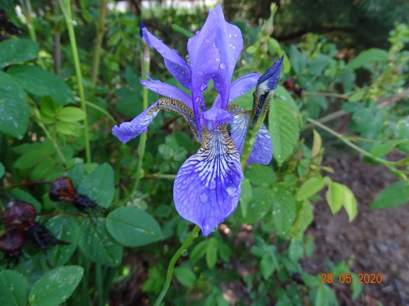 iris sibirica Blue King - Irisi si bujori 2020