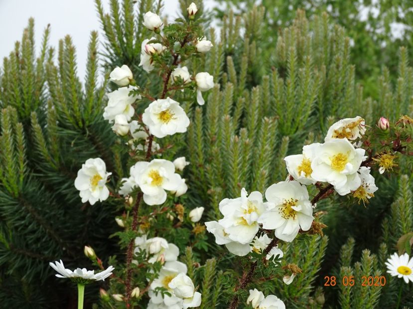 spinosissima Altaica - Trandafiri 1