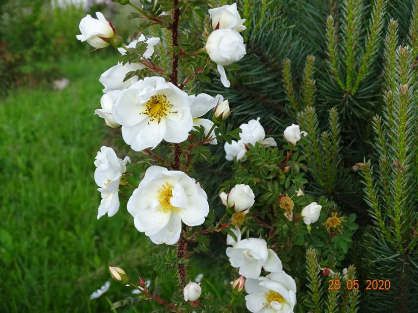 spinosissima Altaica - Trandafiri 1