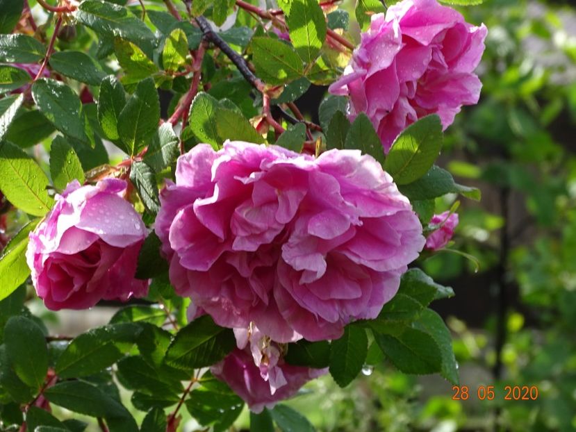 Therese Bugnet - Trandafiri 1