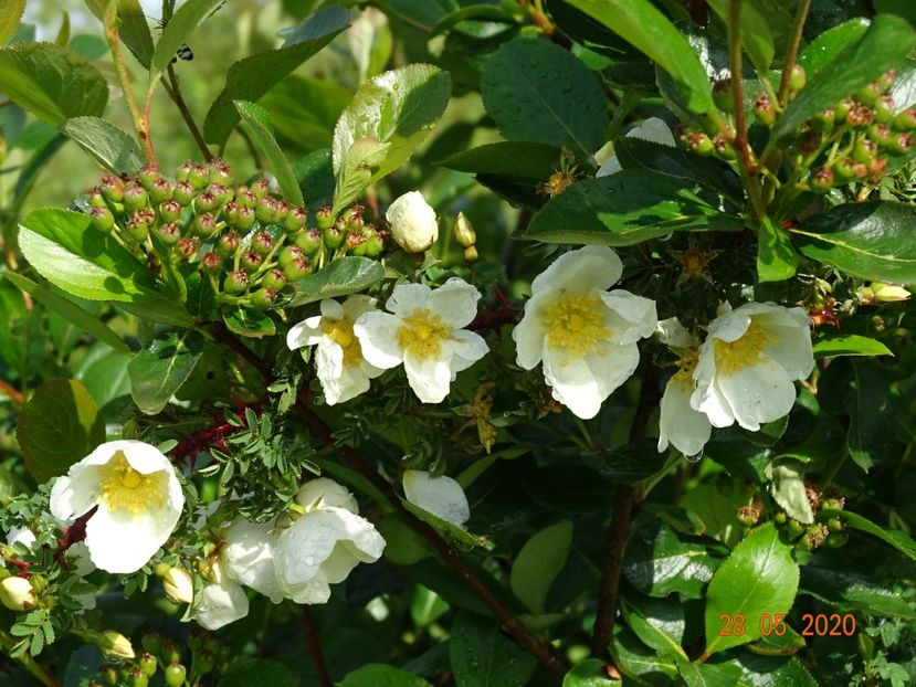 spinossisima Repens - Trandafiri 1