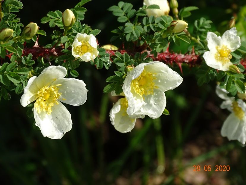 spinossisima Repens - Trandafiri 1