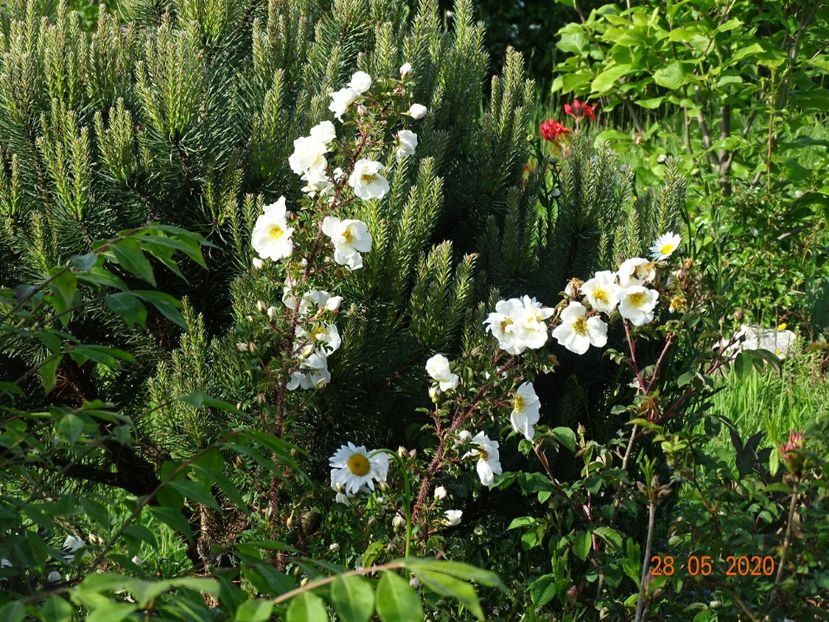 spinosissima Altaica - Trandafiri 1