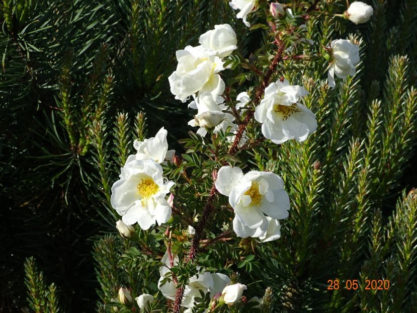 spinosissima Altaica - Trandafiri 1