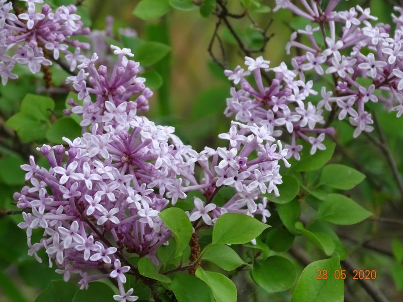 syringa Palibin - Dobarland 2020 3