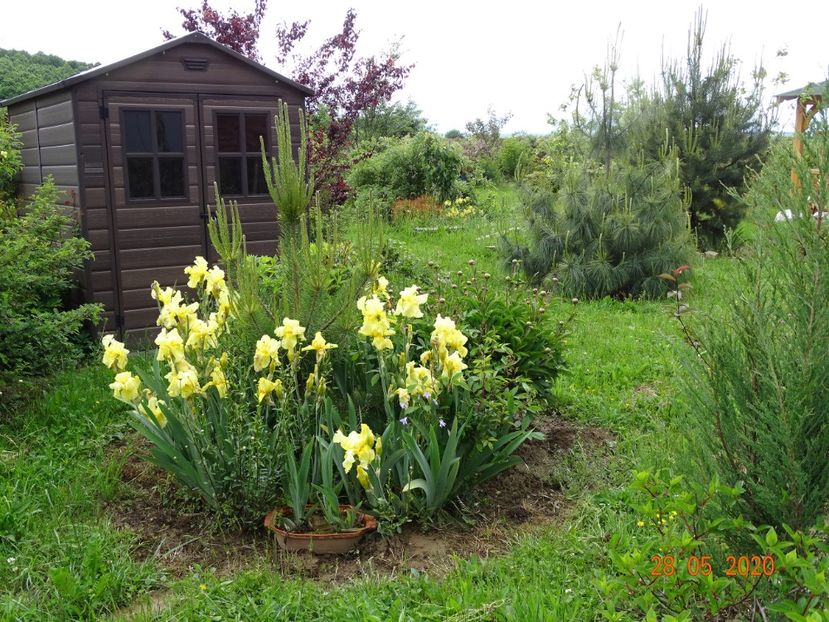 irisi Sangreal - Dobarland 2020 3