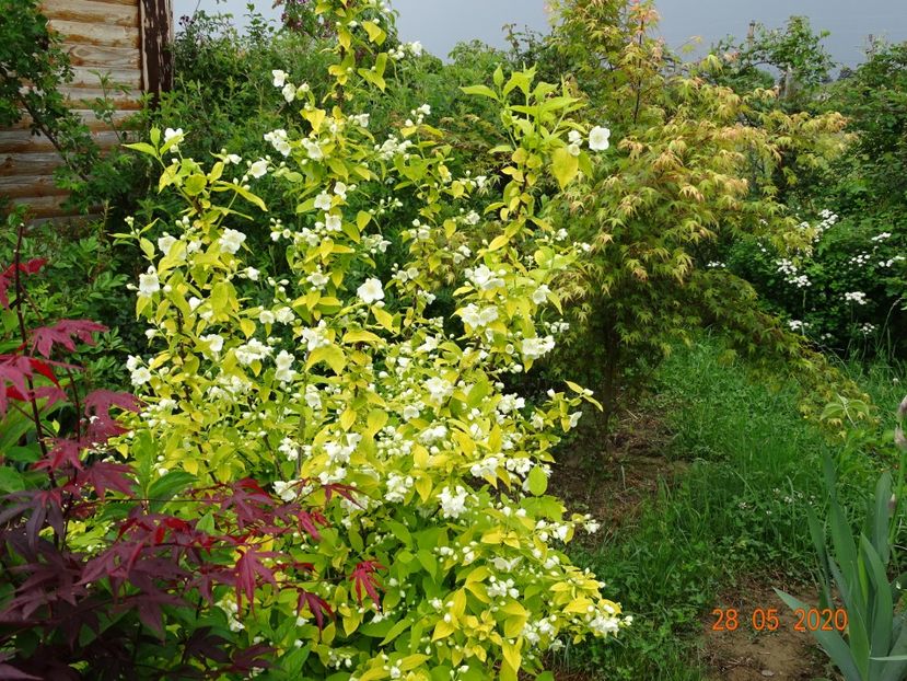 philadelphus Aureus - Dobarland 2020 3