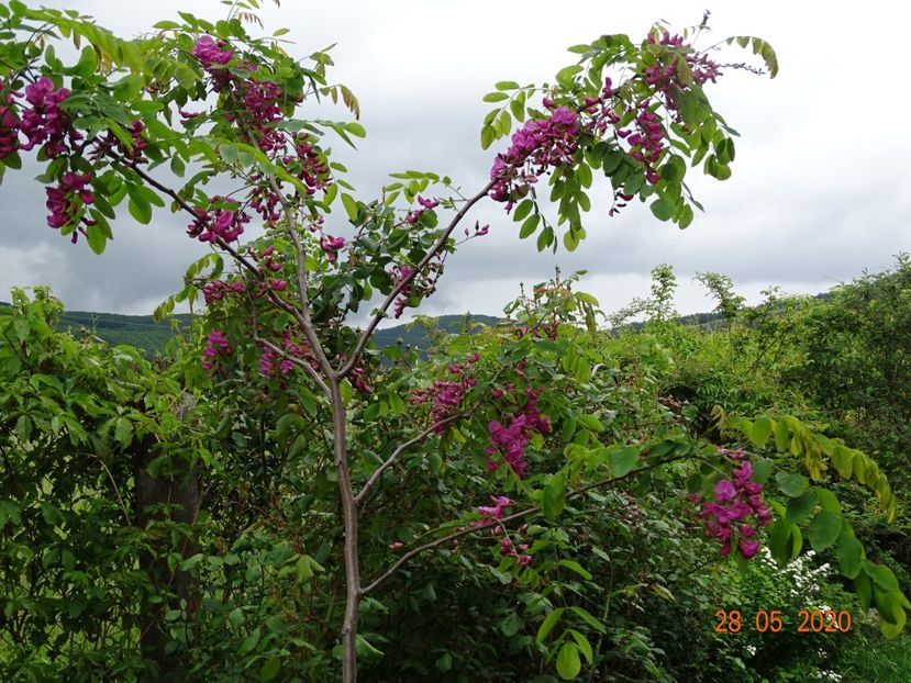 robinia Casque Rouge - Dobarland 2020 3