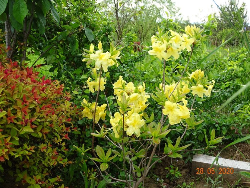 azalea Goldtopas - Dobarland 2020 3