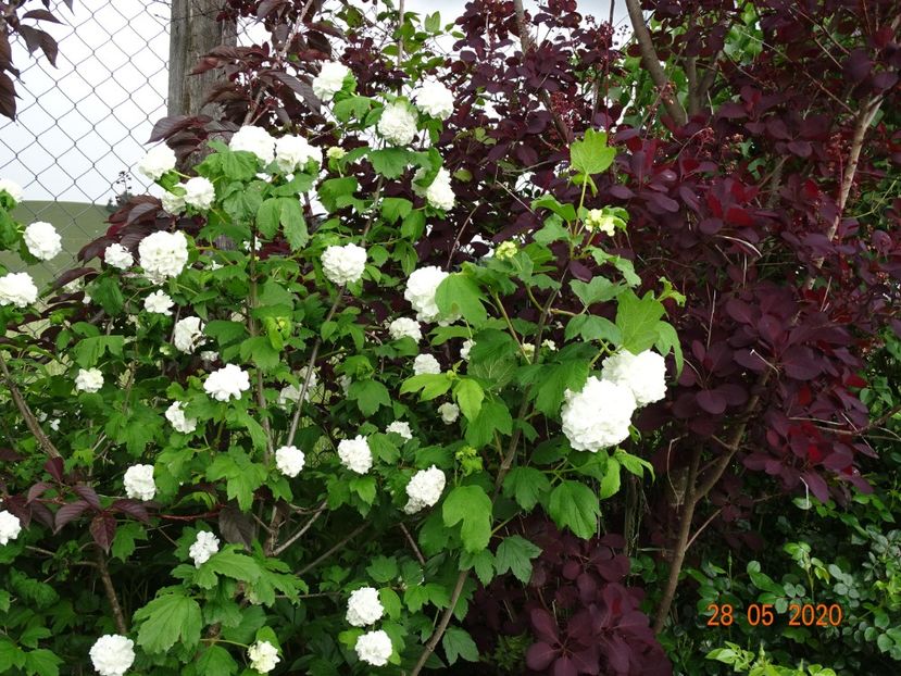 viburnum opulus Roseum - Dobarland 2020 3