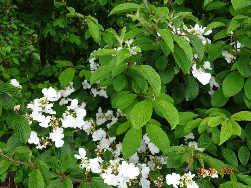 viburnum plic. Watanabe - Dobarland 2020 3