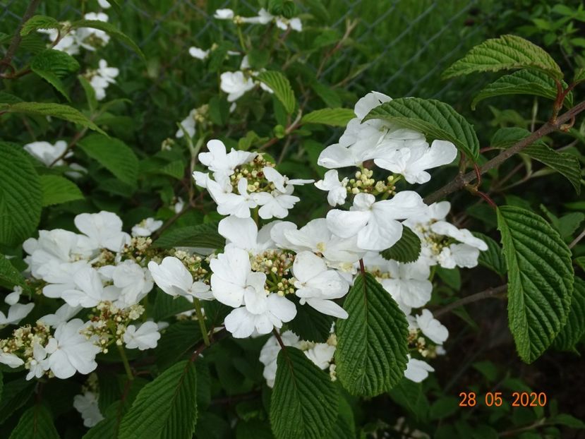 viburnum plic. Watanabe - Dobarland 2020 3