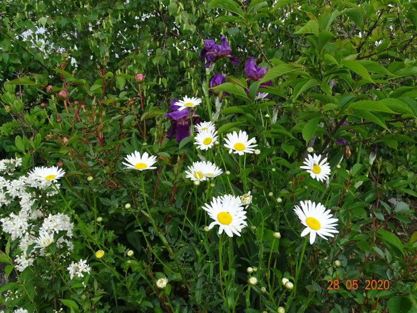 margarete si iris Crimson King - Dobarland 2020 3