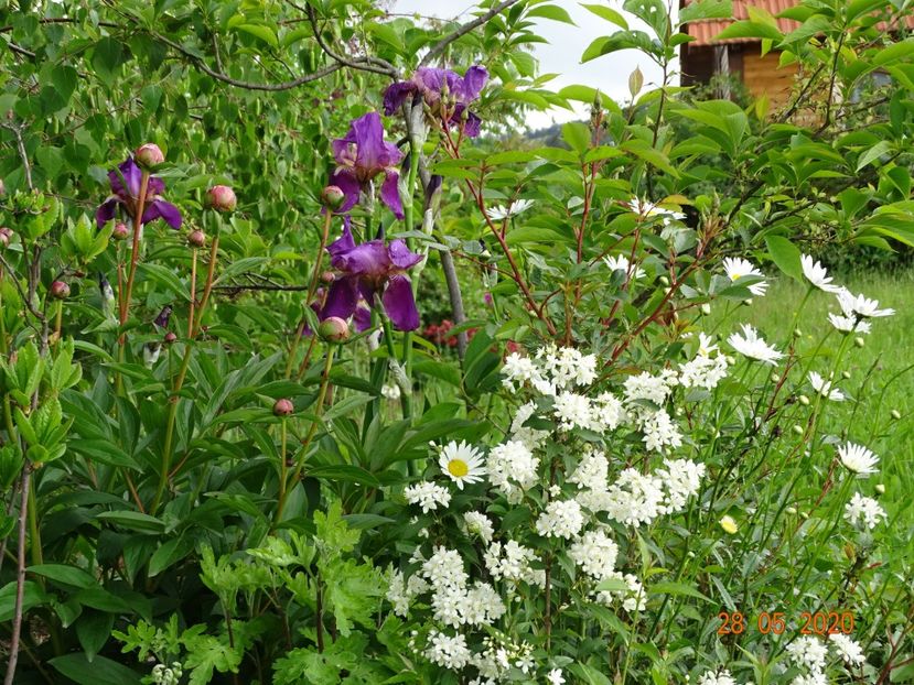 margarete si iris Crimson King - Dobarland 2020 3