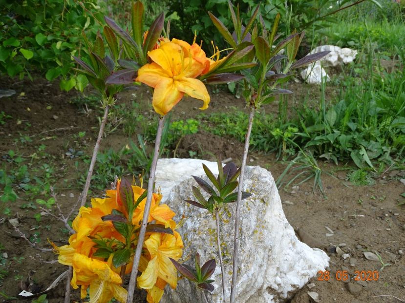 azalea Klondyke - Dobarland 2020 3