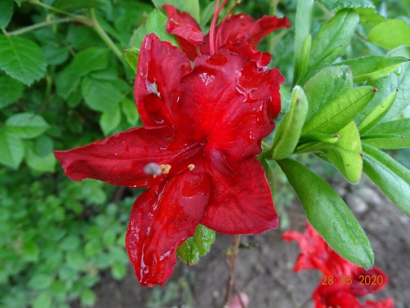 azalea Doloroso - Dobarland 2020 3