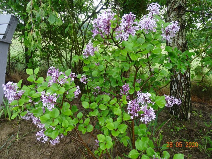 syringa Palibin - Dobarland 2020 3