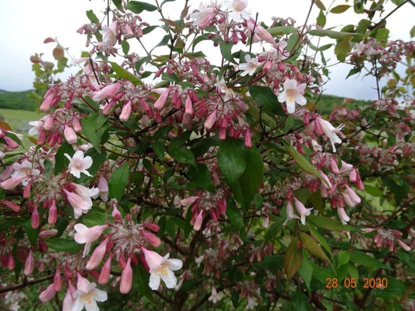 kolkwitzia amabilis Pink Cloud - Dobarland 2020 3