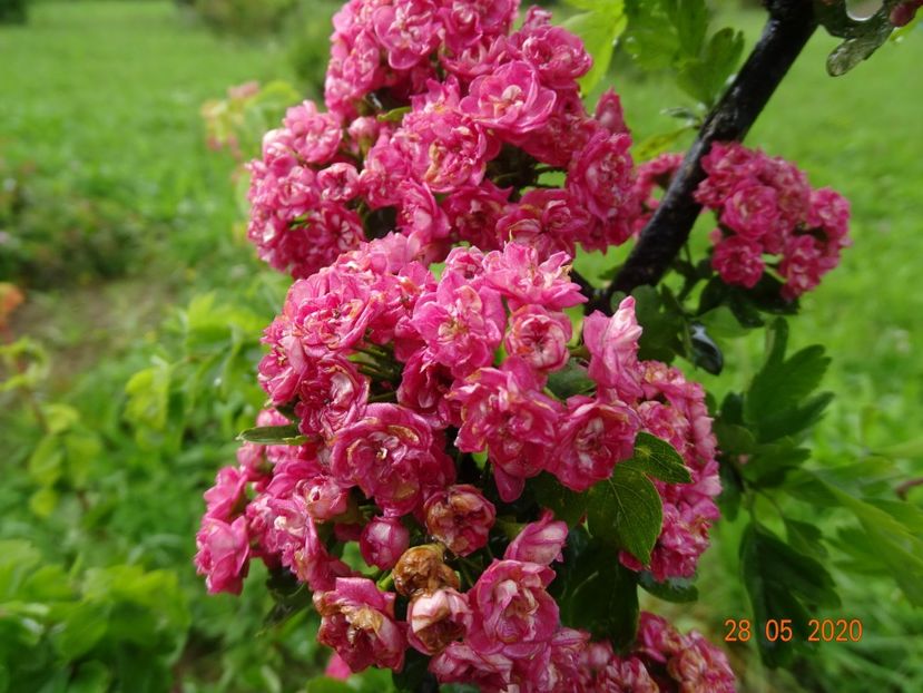crataegus Paul Scarlet - Dobarland 2020 3