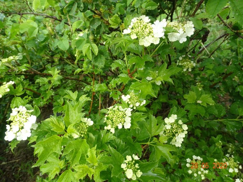 viburnum xanthocarpum - Dobarland 2020 3