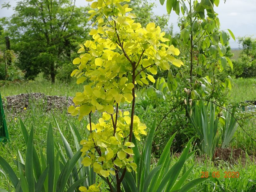 cotinus coggyria Golden Spirit - Dobarland 2020 3
