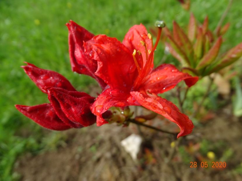 azalea Fireball - Dobarland 2020 3