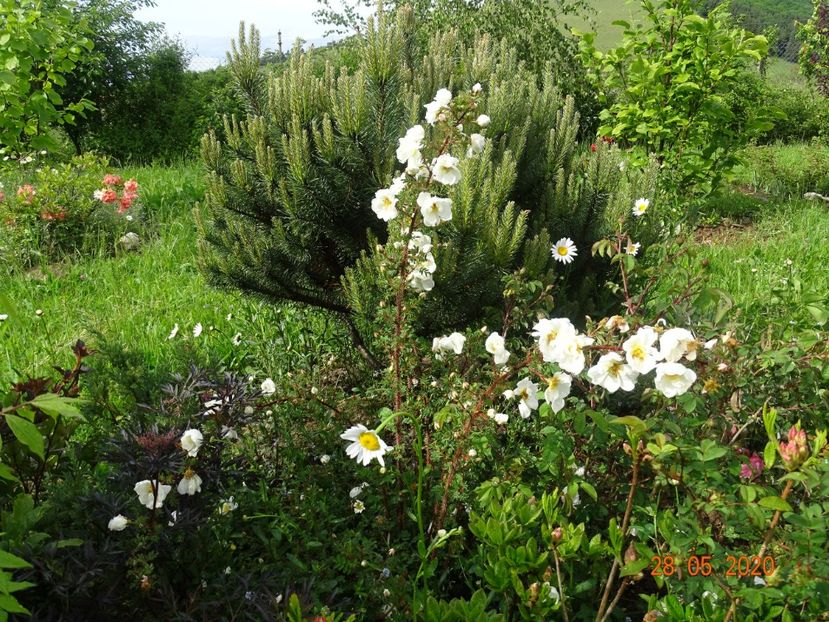 rosa spinosissima Altaica - Dobarland 2020 3