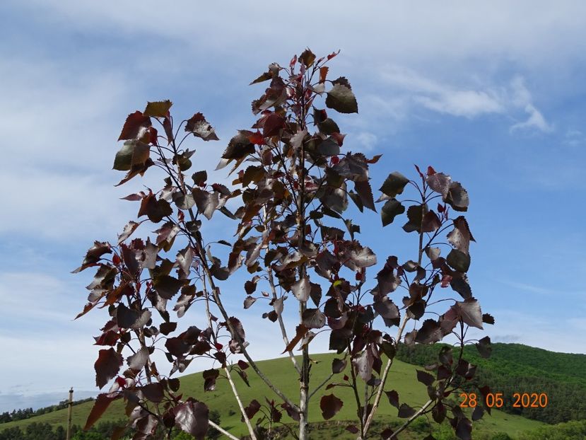 populus Purple Tower - Dobarland 2020 3