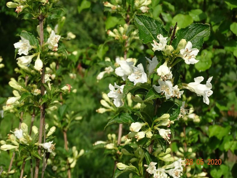 weigela candida - Dobarland 2020 3