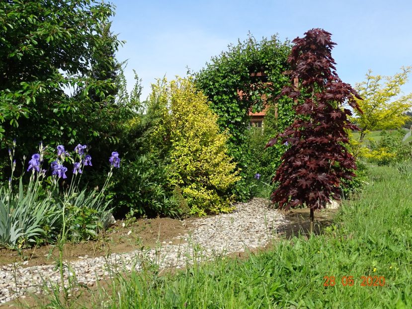acer Crimson Sentry - Dobarland 2020 3