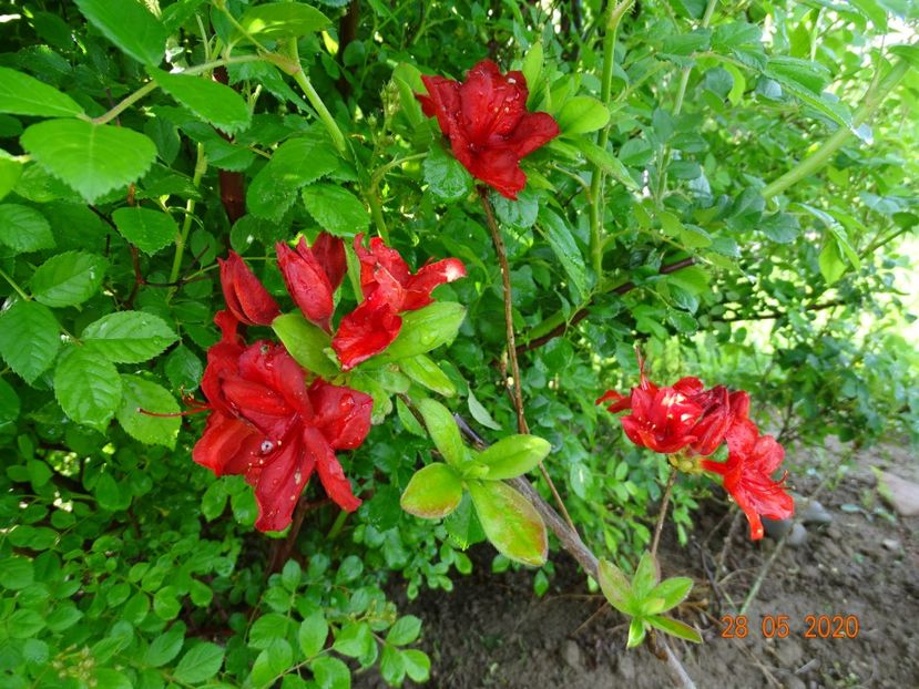 azalea Doloroso - Dobarland 2020 3