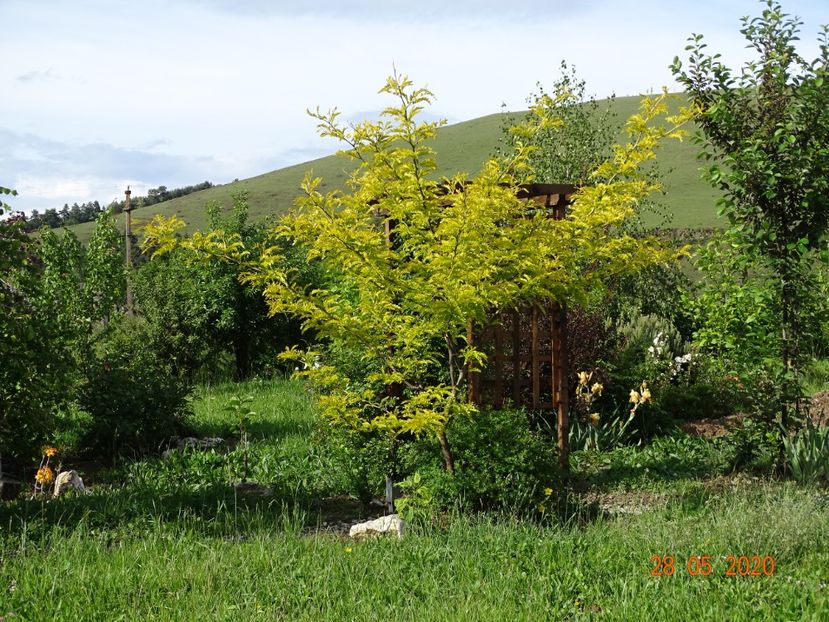 gleditsia Sunburst - Dobarland 2020 3